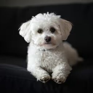 fréquence brosser le bichon maltais ?