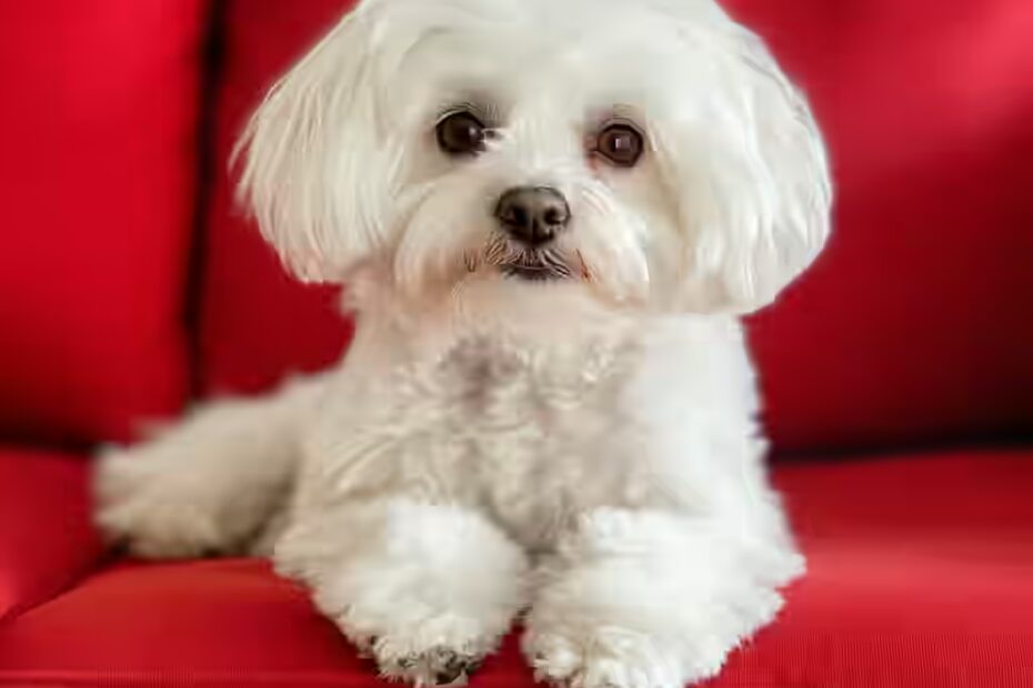 Bichon maltais : faut-il le toiletter régulièrement ?
