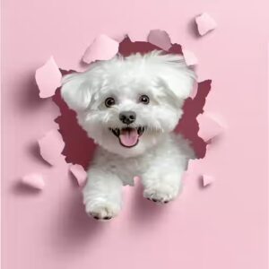 Bichon Maltais : Mâle ou Femelle 