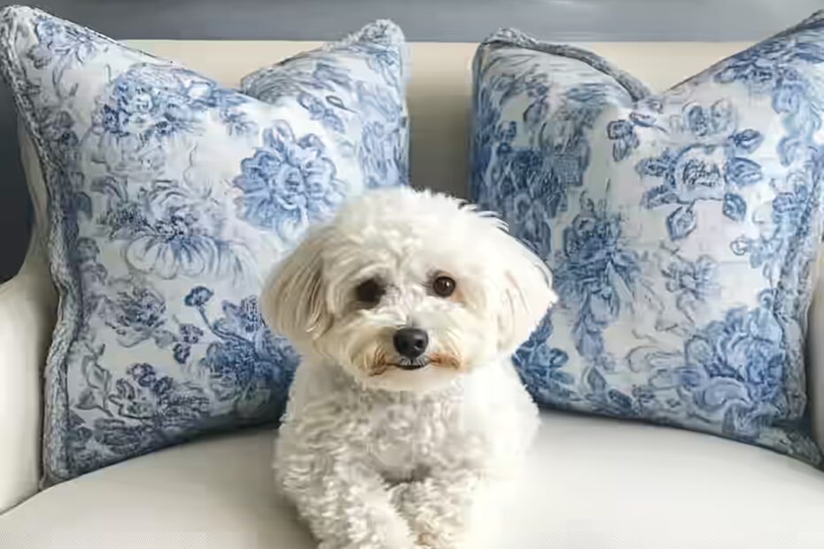 Le bichon maltais peut il rester seul à la maison
