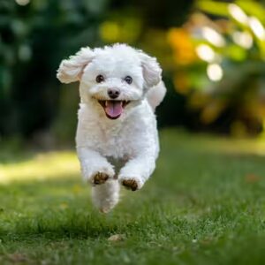 Bichon Maltais : vaccins et vermifuges
