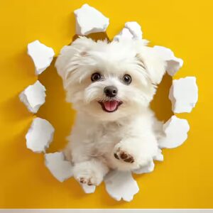 Quel est le poids idéal d’un Bichon maltais ?