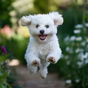 Protection du bichon maltais contre le froid!