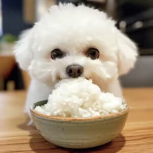 Bichon Maltais & croquettes