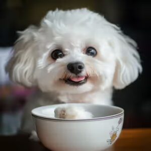 le Bichon maltais face aux étrangers ?
