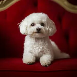  le Bichon maltais sent fort ?