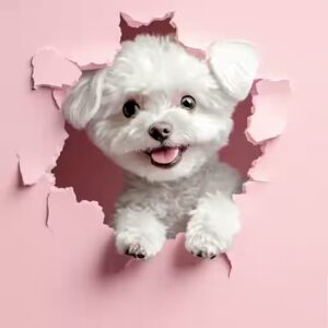 prévention des nœuds chez votre bichon maltais :