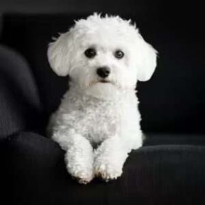 bichon maltais aboit il beaucoup