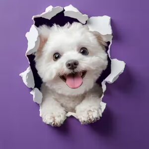 bichon maltais est-il adapté à l’agility