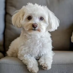 Bichon Maltais : L'anxiété de séparation