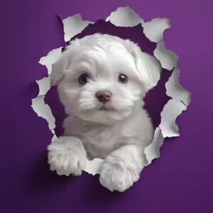 problèmes de santé courants chez le bichon maltais