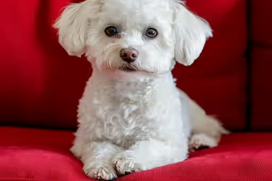 L'hypoglycémie chez le bichon maltais