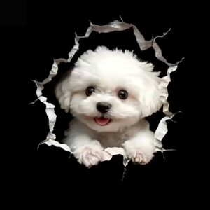 Quelle est la meilleure nourriture pour un Bichon Maltais ?