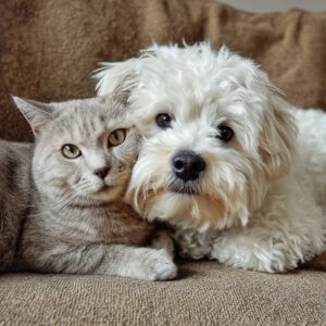 À quel âge faire stériliser ou castrer son bichon maltais