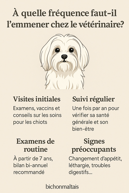 infographie_a_quelle_frequence_emmener_le_bichon_maltais chez_le_veterinaire