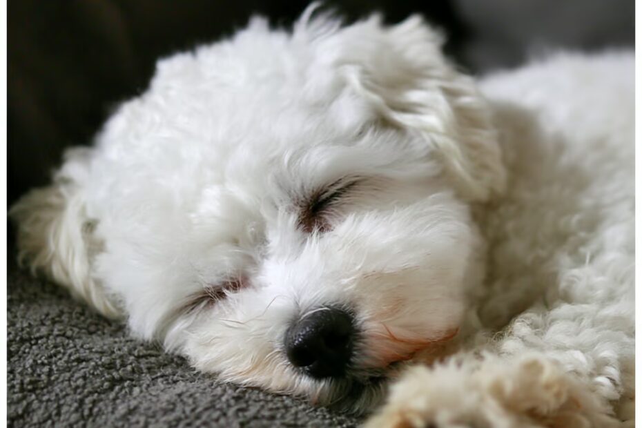 Comment apprendre la propreté à un bichon maltais