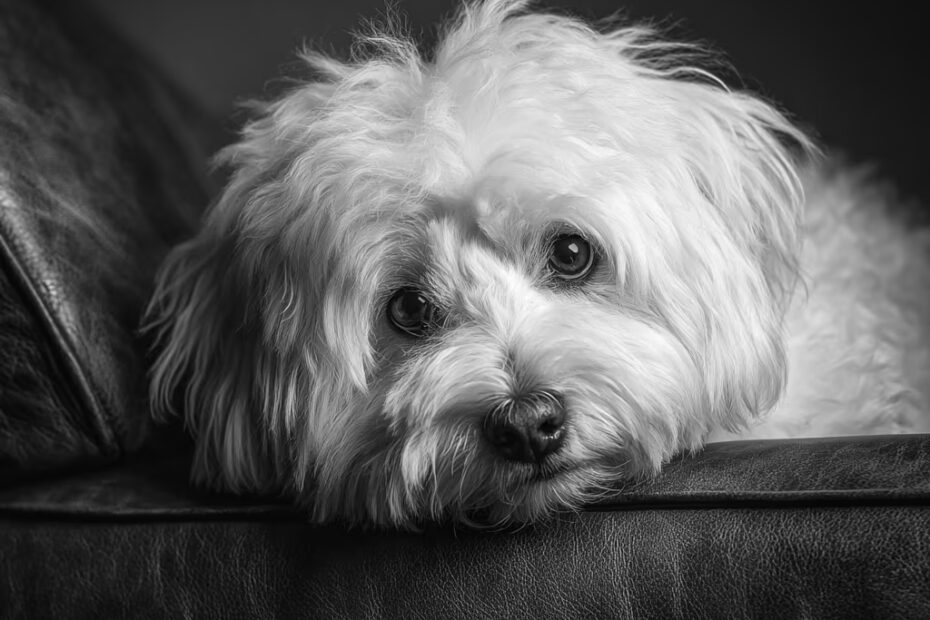 Les bases de l'obéissance chez le Bichon Maltais