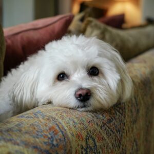 bichon maltais : faut-il couper les poils régulièrement 