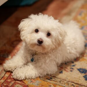 bichon maltais perd-il ses poils ? 