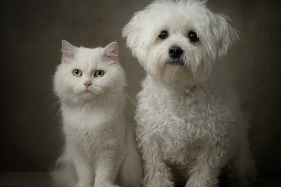 bichon maltais peut-il cohabiter avec d'autres animaux