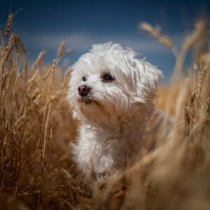 coût d'un bichon maltais
