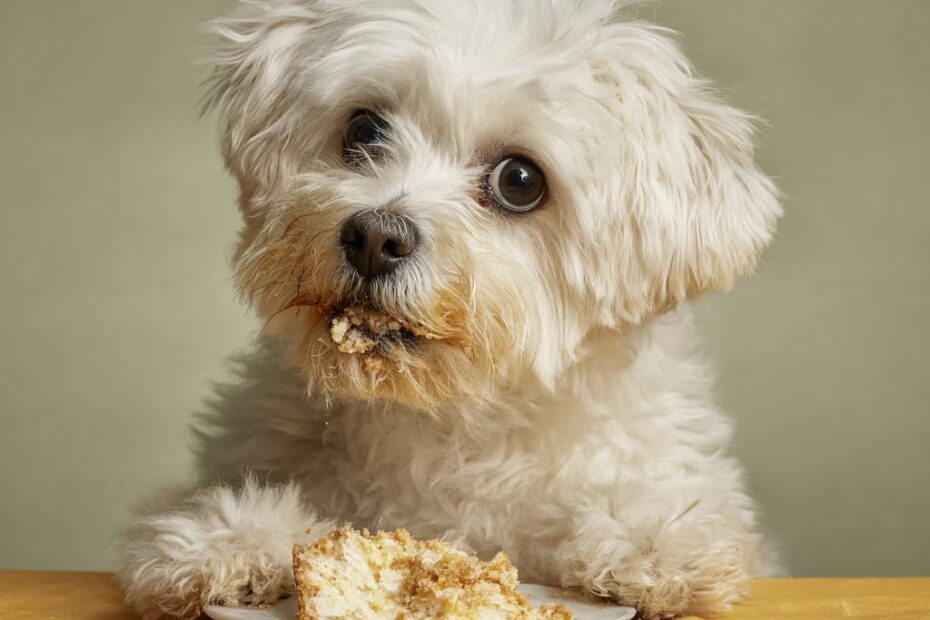 Comment couper les griffes du bichon maltais ?