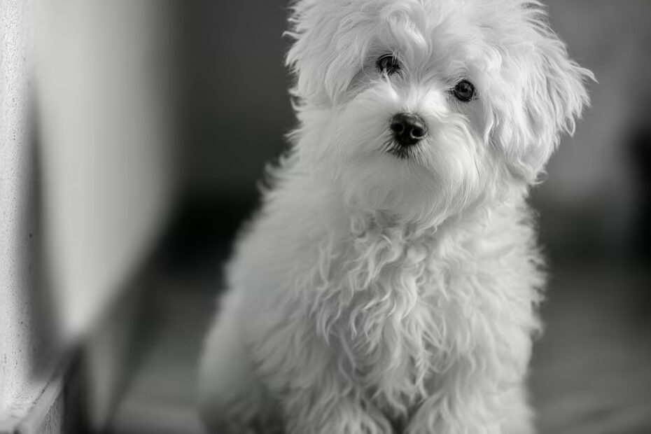 Comment entretenir le pelage du bichon maltais ?