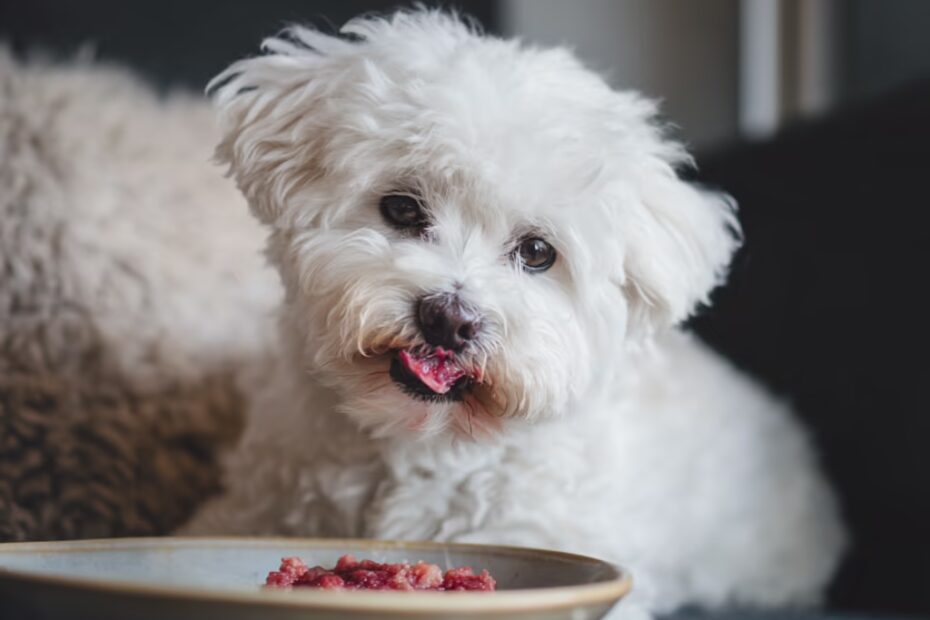 Le bichon maltais a-t-il besoin d’un passeport ou vaccins pour voyager ?