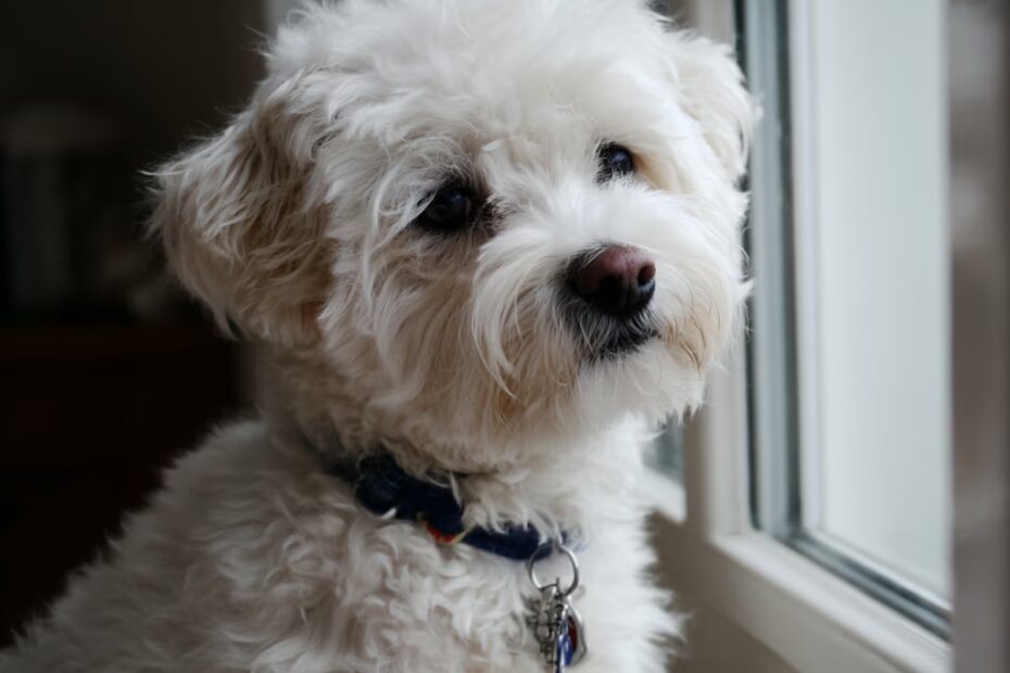 À quelle fréquence brosser le bichon maltais ?