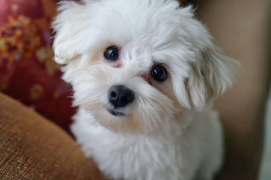 Bichon Maltais & croquettes : le mode d’emploi