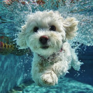 bichon maltais a-t-il besoin de beaucoup d’exercice ?