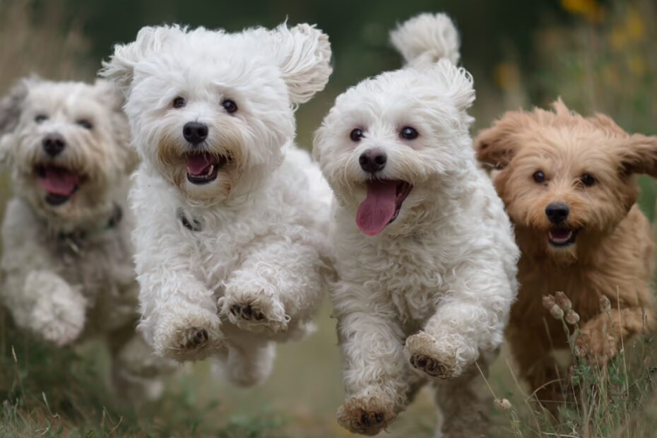 Quels jouets sont adaptés à un bichon maltais ?