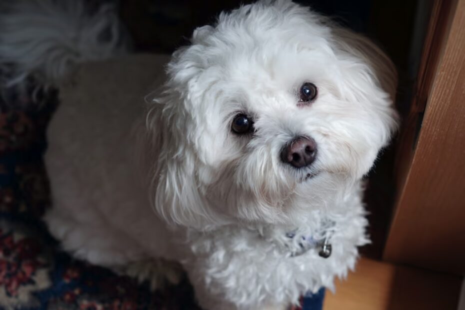 Le bichon maltais perd-il ses poils ?