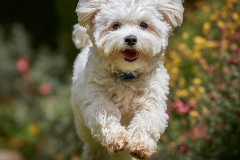 Le bichon maltais est-il adapté à l’agility ?