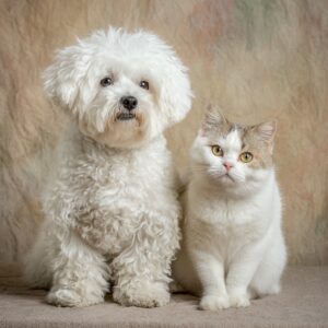 bichon maltais est-il facile à dresser / éduquer
