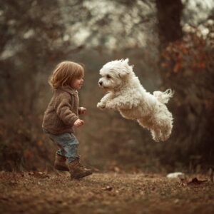 bichon maltais est-il hypoallergénique