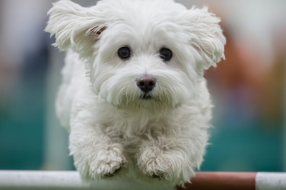 Le bichon maltais supporte-t-il les trajets en voiture