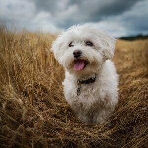 shampoing pour votre bichon maltais 