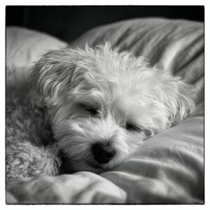 surpoids chez le bichon maltais
