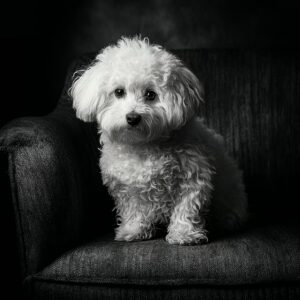  l'obéissance chez le Bichon Maltais
