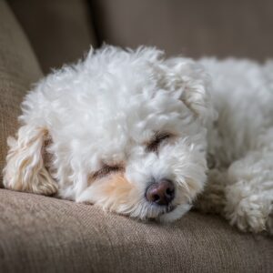 hypoglycémie chez le bichon maltais