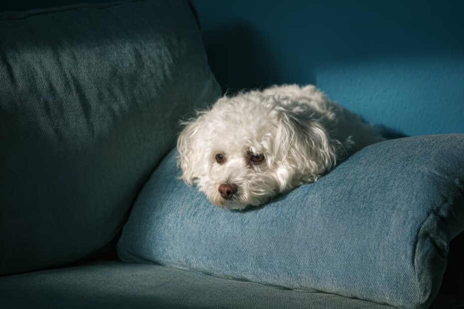 Origines du bichon maltais ?