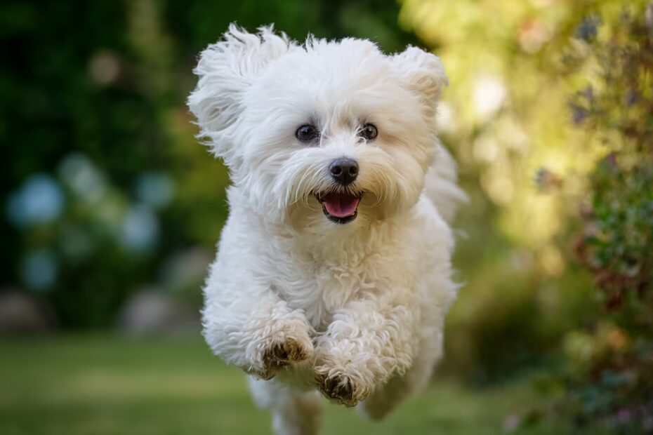 Les problèmes de santé courants chez le bichon maltais