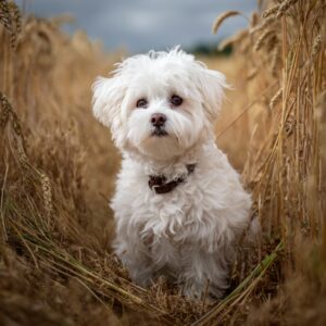tempérament d’un bichon maltais ?