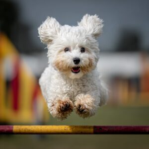 routine quotidienne idéale pour un bichon maltais