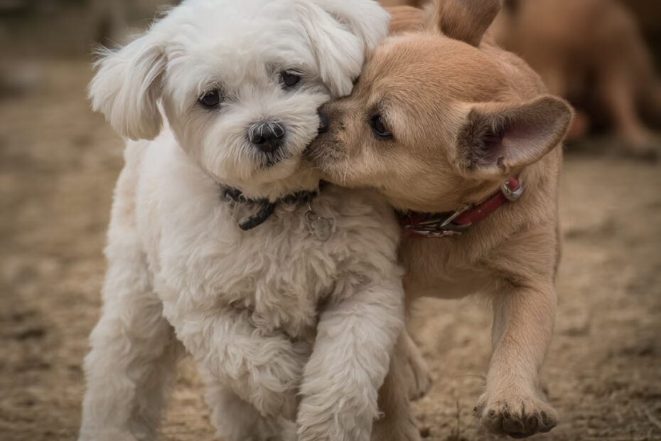 La socialisation précoce du Bichon Maltais