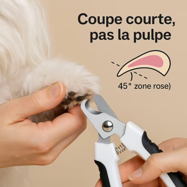 Gros plan d’une patte de bichon maltais tenue en main avec coupe-griffes, schéma 45° et rappel d’éviter la zone rose (pulpe)