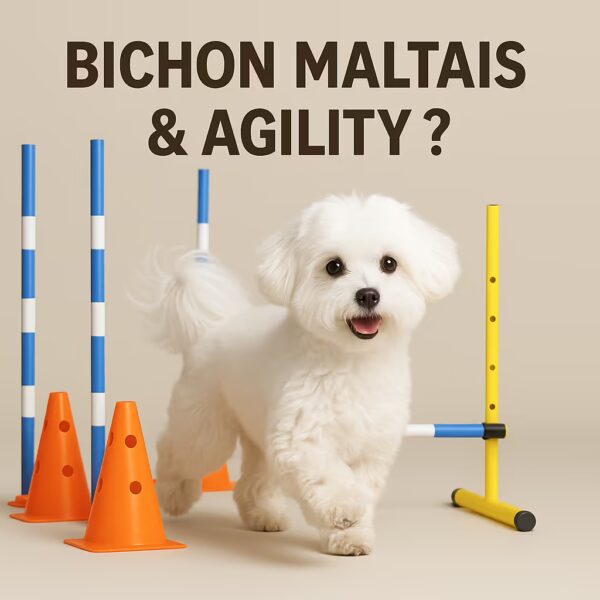 Bichon maltais en studio avec cônes, piquets et petite haie d’agility, regard joueur