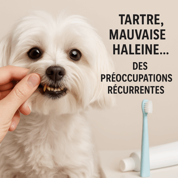 Main soulevant la lèvre d’un bichon maltais en studio, tartre visible sur les dents, brosse à dents posée