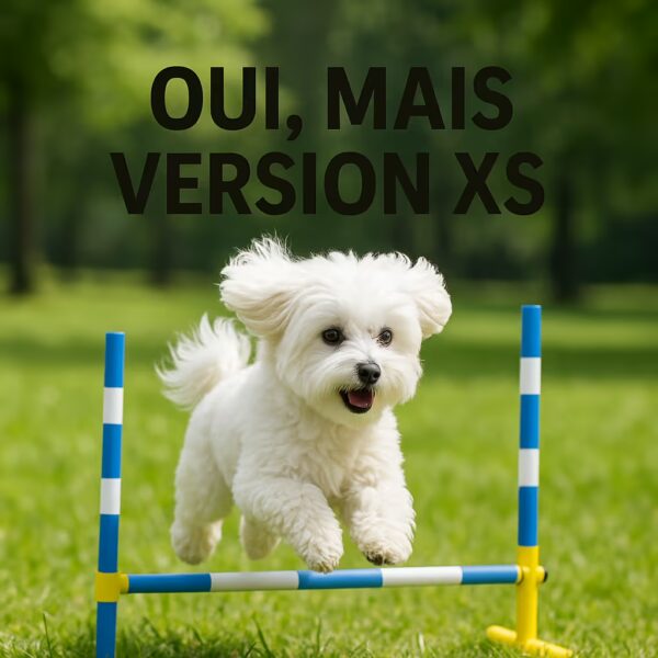 Bichon maltais sautant une haie très basse sur une pelouse, expression joyeuse